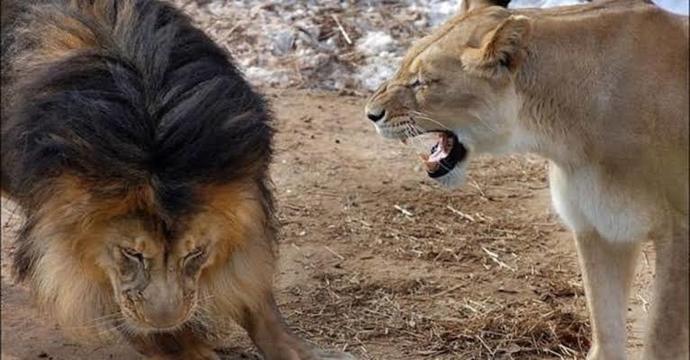Aslan kadınları zor mudur? neden?