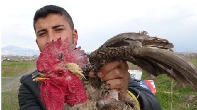 Horoz kesilmek üzereyken Allah dedi! Siz olsaydınız keser miydiniz?