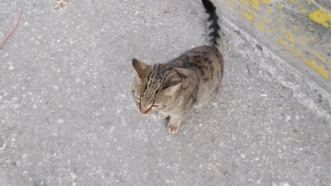 Yol boyunca peşinize takılan bir hayvan dostunuz var mı 🤭?