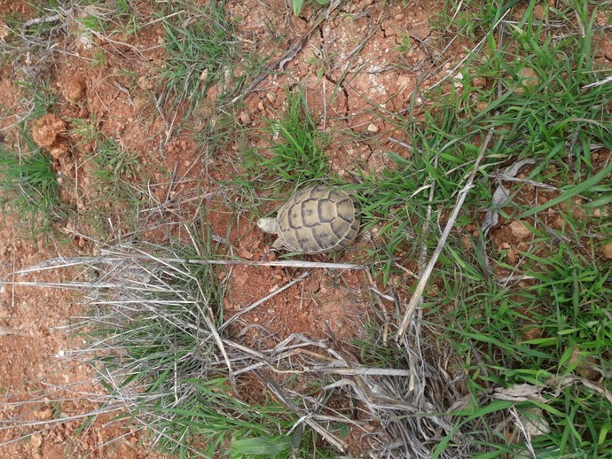Bu bebeği evlat edinsem anne olmuş sayılır mıyım 🙄🐢?