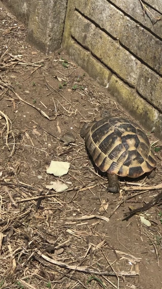Bu bebeği evlat edinsem anne olmuş sayılır mıyım 🙄🐢?