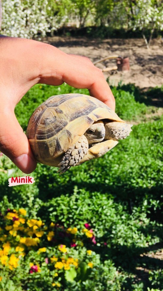 Bu bebeği evlat edinsem anne olmuş sayılır mıyım 🙄🐢?
