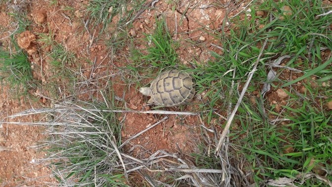 Bu bebeği evlat edinsem anne olmuş sayılır mıyım 🙄🐢?