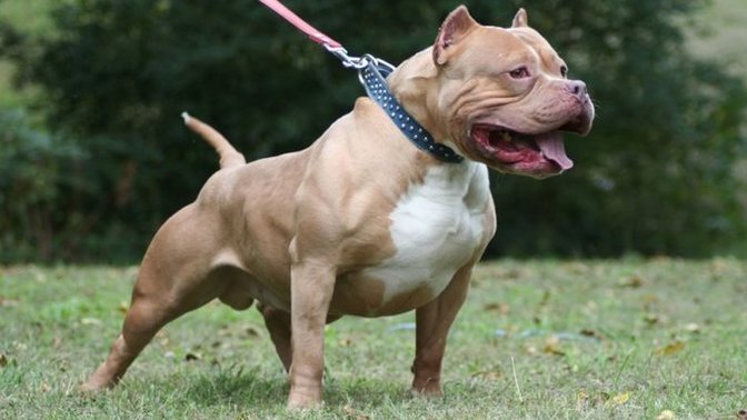 Anadolu Ajansı köpeklerle karşılaşınca yapılacakları yazdı. Köpeklerle karşılaşınca ne yapıyorsunuz?