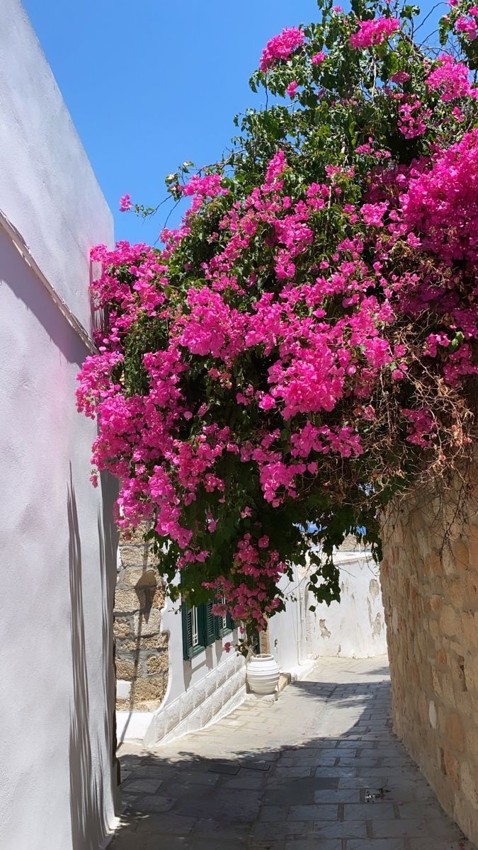 Begonvil aşkına.. 🌺