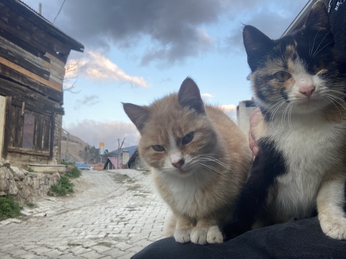 Kedilerde mi selfie çekinmeye meraklanmışlar?
