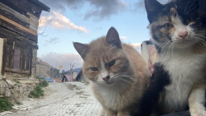 Kedilerde mi selfie çekinmeye meraklanmışlar?