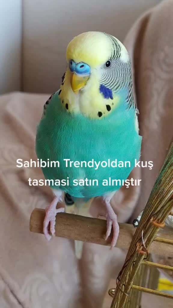 Kuşlar tasmayla uçabilir mi?