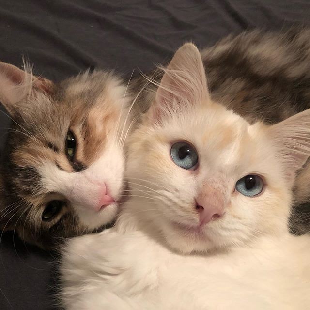 Evinizi paylaştığınız bir kedi/köpek dostunuz var mı?