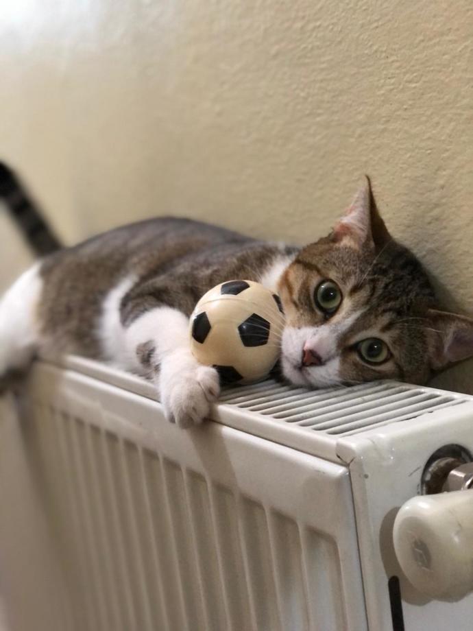 Evinizi paylaştığınız bir kedi/köpek dostunuz var mı?