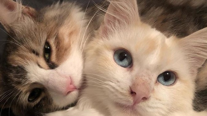 Evinizi paylaştığınız bir kedi/köpek dostunuz var mı?