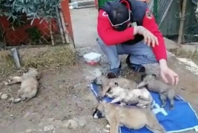 Mudanyada 35 köpek zehirlenerek öldürüldü. Sokak köpeklerine böyle mi çözüm bulunmalı?