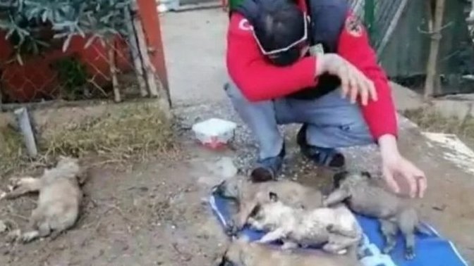 Mudanya'da 35 köpek zehirlenerek öldürüldü. Sokak köpeklerine böyle mi çözüm bulunmalı?