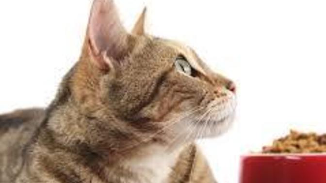 Kedi/köpek mamalarının fiyatları hakkında ne düşünüyorsunuz?