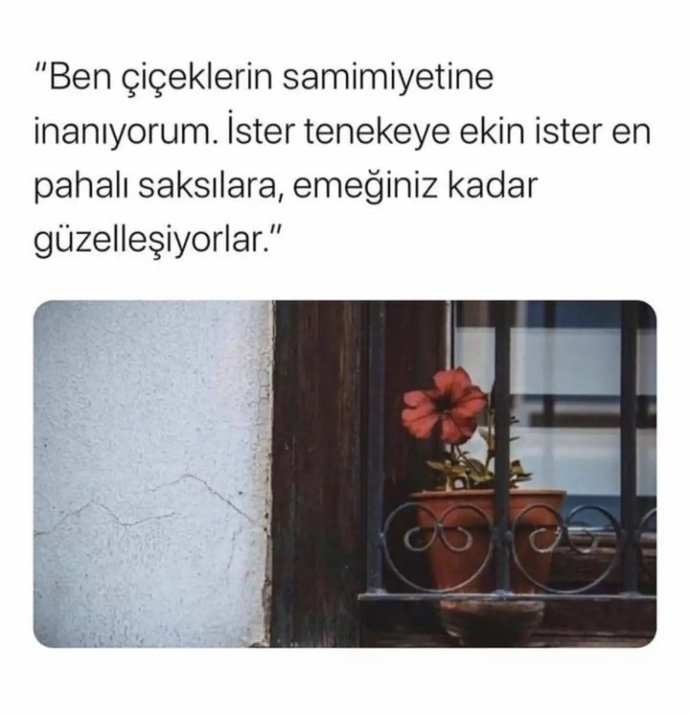 En sevdiğiniz çiçek hangisi? Şekli mi kokusu mu sizi kendine çeker?
