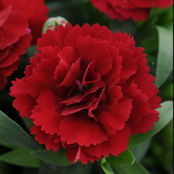 En sevdiğiniz çiçek hangisi? Şekli mi kokusu mu sizi kendine çeker?