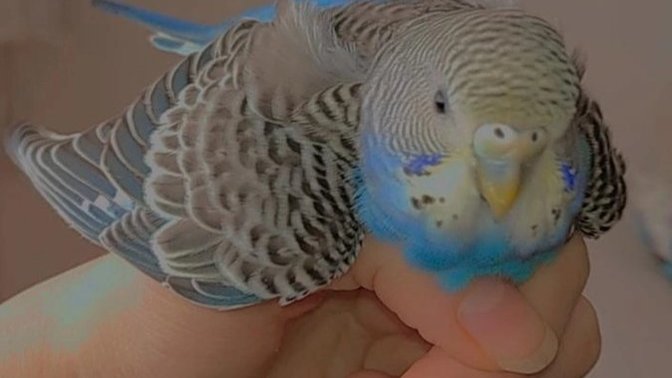 Muhabbet kuşunuz eli̇ni̇zde uyumayı sevi̇yor mu?