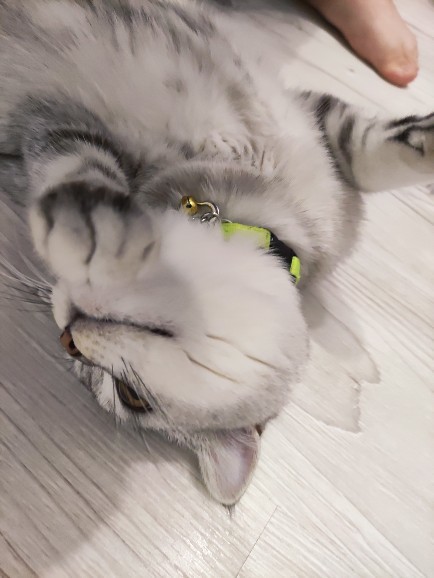 1 günlüğüne hangi 😻 hayvan olmak isterdin?