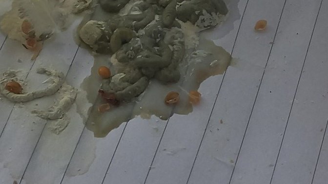 Muhabbet kusumun dışkısı neden böyle kurudukca beyaz oluyor bide?