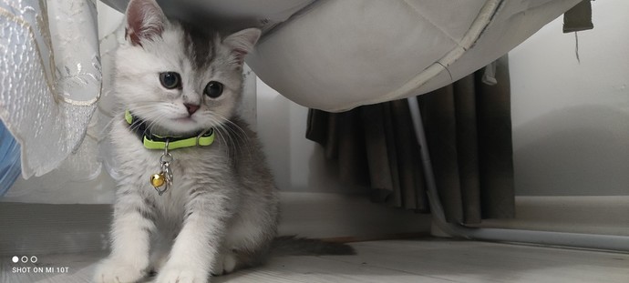 Herkes en sevdiği 🐰 hayvanı söylesin?