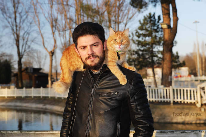 Sokakta british, scottish, fold cinsi gibi yavru kediler bulma ihtimali yüzde sıfır mı?