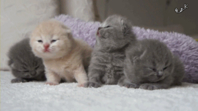 Sokakta british, scottish, fold cinsi gibi yavru kediler bulma ihtimali yüzde sıfır mı?