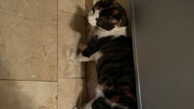 Üst komşu bu kediyi sokağa attı, diğer kedisini dövüyormuş. Ne yapalım?