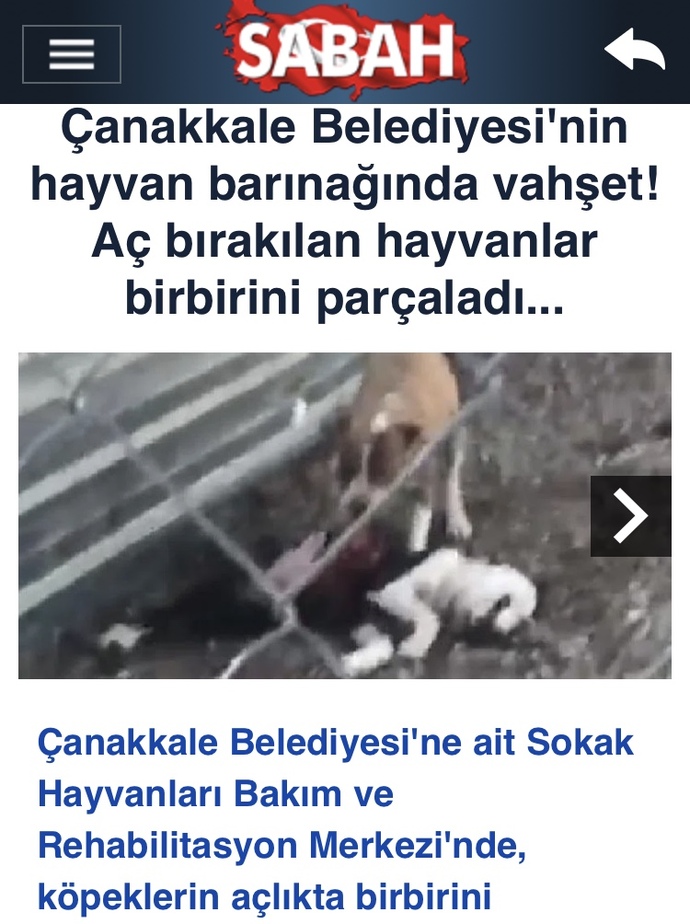 Çanakkale belediyesi köpekleri aç bırakıp “ birbirini yemişler” ne düşünüyorsunuz 💔Barınağa gidiyor musunuz?