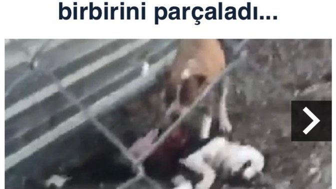 Çanakkale belediyesi köpekleri aç bırakıp “ birbirini yemişler” ne düşünüyorsunuz 💔Barınağa gidiyor musunuz?