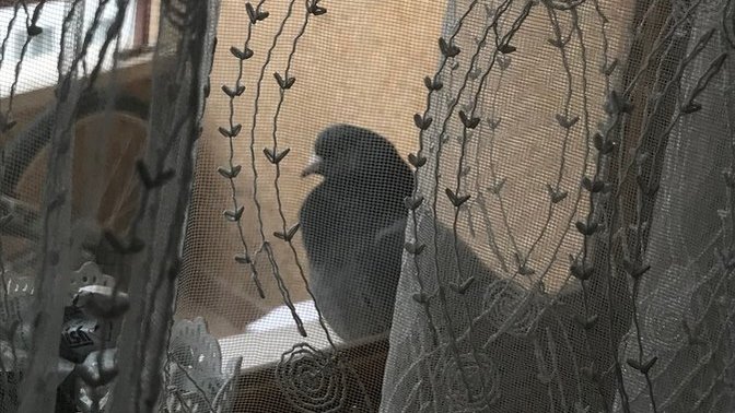 Aynı güvercin neden 2 gündür bu saatlerde cama geliyor? 
