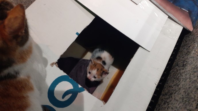 Yuvayı dişi kedi yapar 😆 temsili