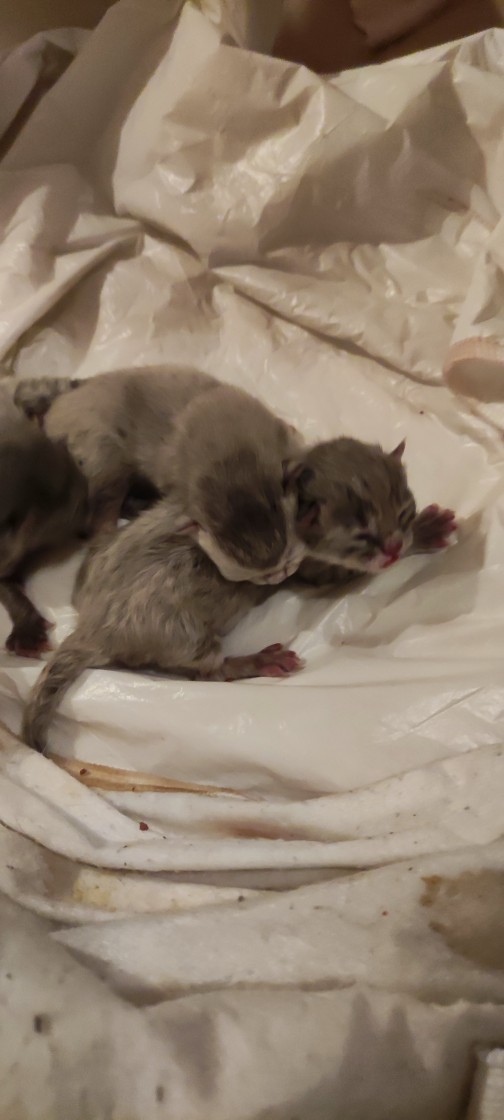 Anne oldum! 😻 Bebeklerime nasıl davranmalıyım?