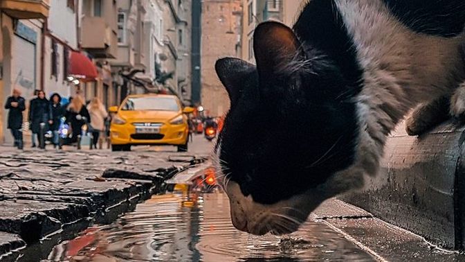 Sokak hayvanları ile aranız nasıl?