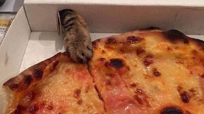 Evcil dostlarınız günlük kaç öğün yemek yiyor?