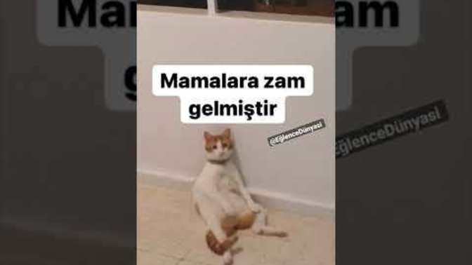 Hayvan beslemek lüks mü oldu artan zamlarla sizce?