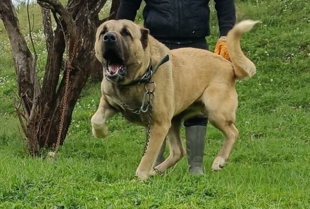 Evinizde ya da  bahçenizde beslediğiniz bir köpeğiniz var mı?