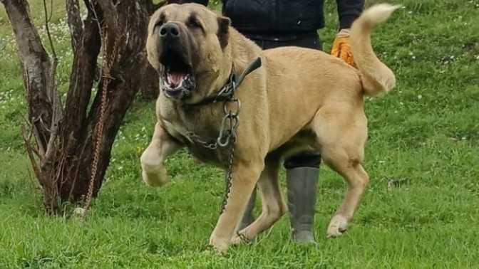 Evinizde ya da  bahçenizde beslediğiniz bir köpeğiniz var mı?