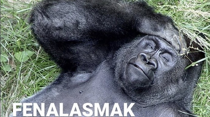 Maşallah dediğiniz 3 gün yaşıyor mu?