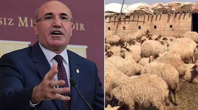 Şanlıurfada 17 koyun gözaltına alındı! Sizce koyunlar bırakılmalı mı?