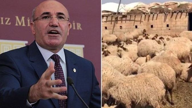 Şanlıurfa'da 17 koyun gözaltına alındı! Sizce koyunlar bırakılmalı mı?