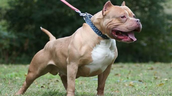 Pitbull sizce saldırgan hayvan mı?
