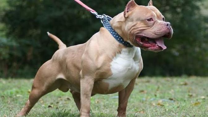 Pitbull sizce saldırgan hayvan mı?