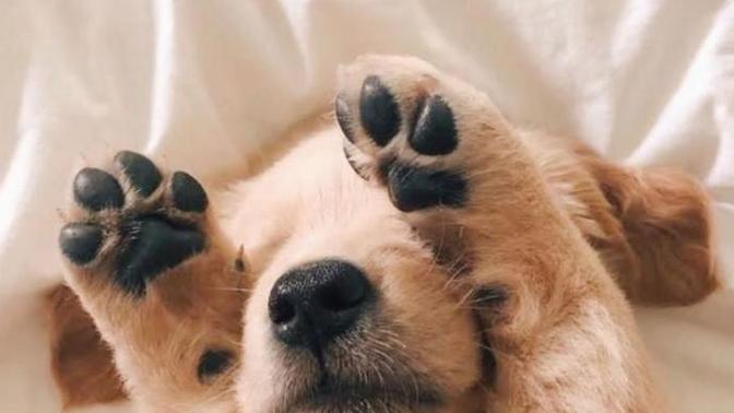 Benim oğlumun adı Fındık. Sizin köpeğinizin adı ne?