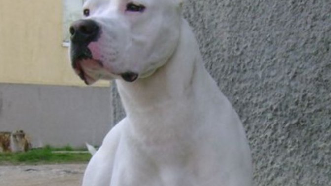 Bu cins köpeklerden neden korkuyolar?