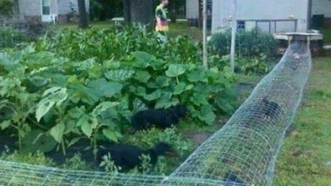 Evde veya bahçede tavuk bakar mısın?