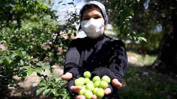 Eriğin kilosu 690 TL olmuş, artık erik yemek hayal mi oldu?