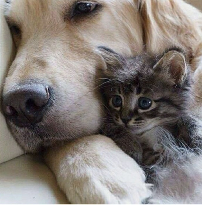 Kedi sahibi mi köpek sahibi olmak mı?