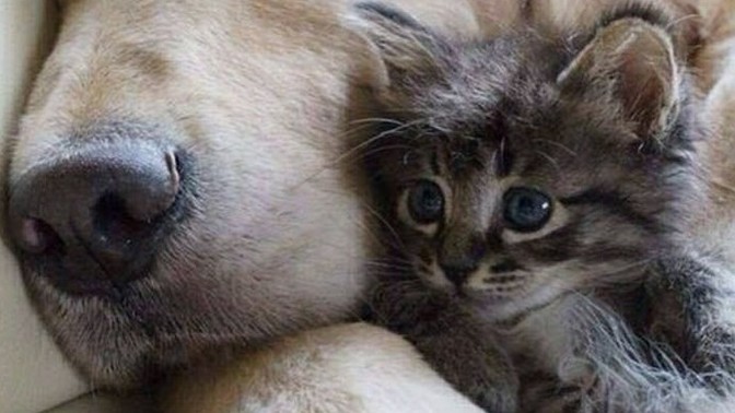Kedi sahibi mi köpek sahibi olmak mı?