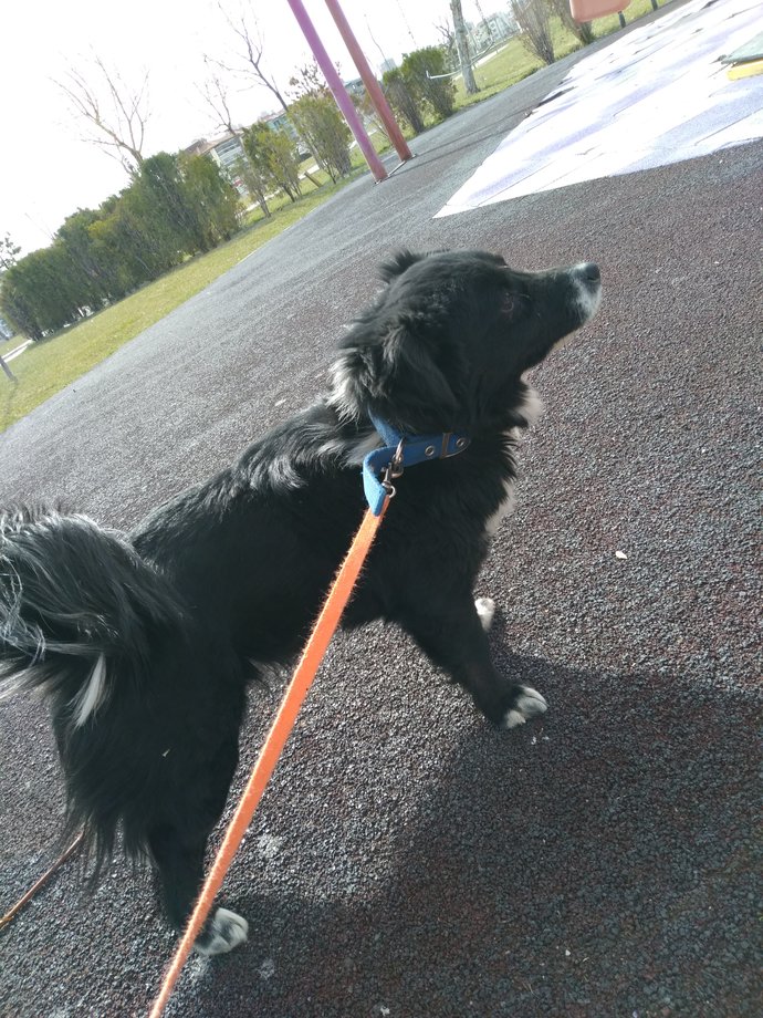 Köpeğim daha uzar mı?