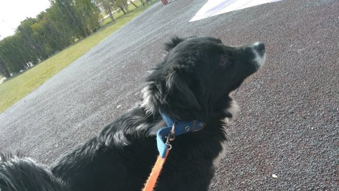 Köpeğim daha uzar mı?
